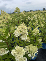 Candelabra® Hardy Hydrangea | Botanical name: Hydrangea paniculata 'Hpopr013' USPP27472, CPBR6053