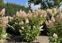 Candelabra® Hardy Hydrangea | Botanical name: Hydrangea paniculata 'Hpopr013' USPP27472, CPBR6053