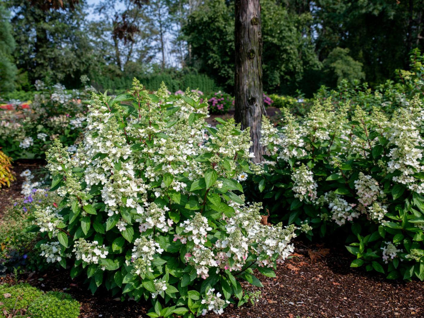 Flare™ Hardy Hydrangea | Hydrangea paniculata 'Kolmavesu' USPP26928, CPBR6047