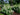 Flare™ Hardy Hydrangea | Hydrangea paniculata 'Kolmavesu' USPP26928, CPBR6047