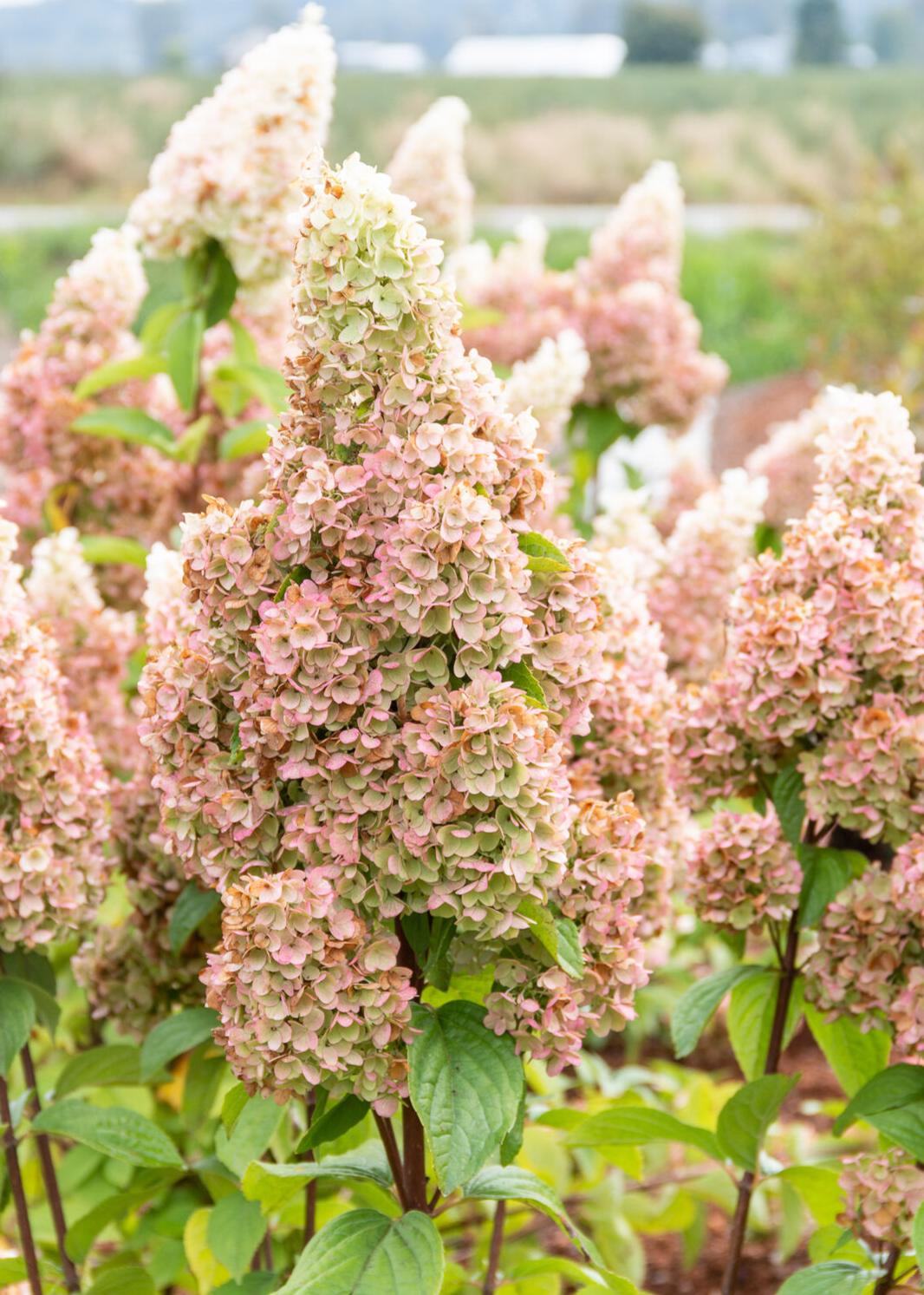 Moonrock® Hardy Hydrangea - Lime to Red Panicle Zones 3-8 – Plant