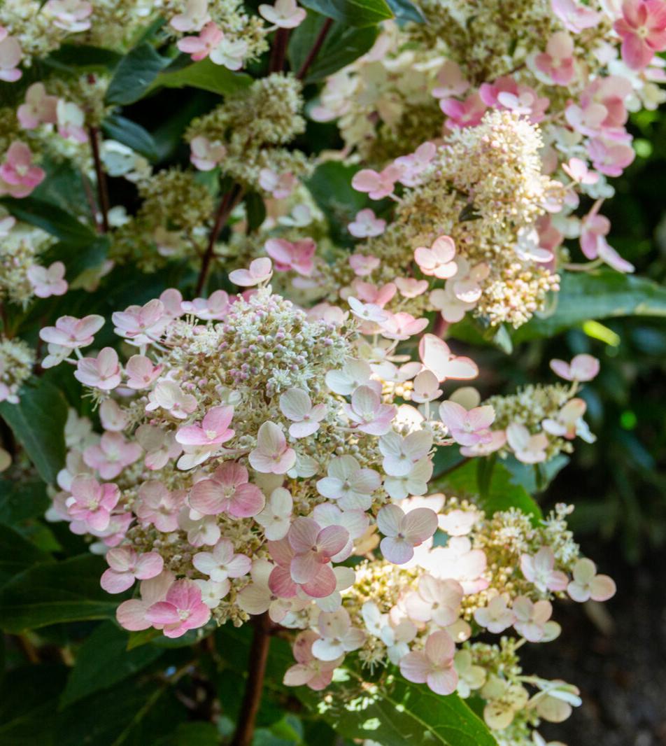 Torch™ Hardy Hydrangea | Hydrangea paniculata 'HPOPR018' USPP32972, CPBRAF