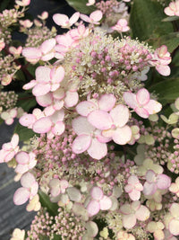 Torch™ Hardy Hydrangea | Hydrangea paniculata 'HPOPR018' USPP32972, CPBRAF