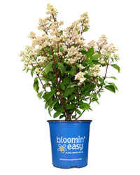 Torch™ Hardy Hydrangea | Hydrangea paniculata 'HPOPR018' USPP32972, CPBRAF