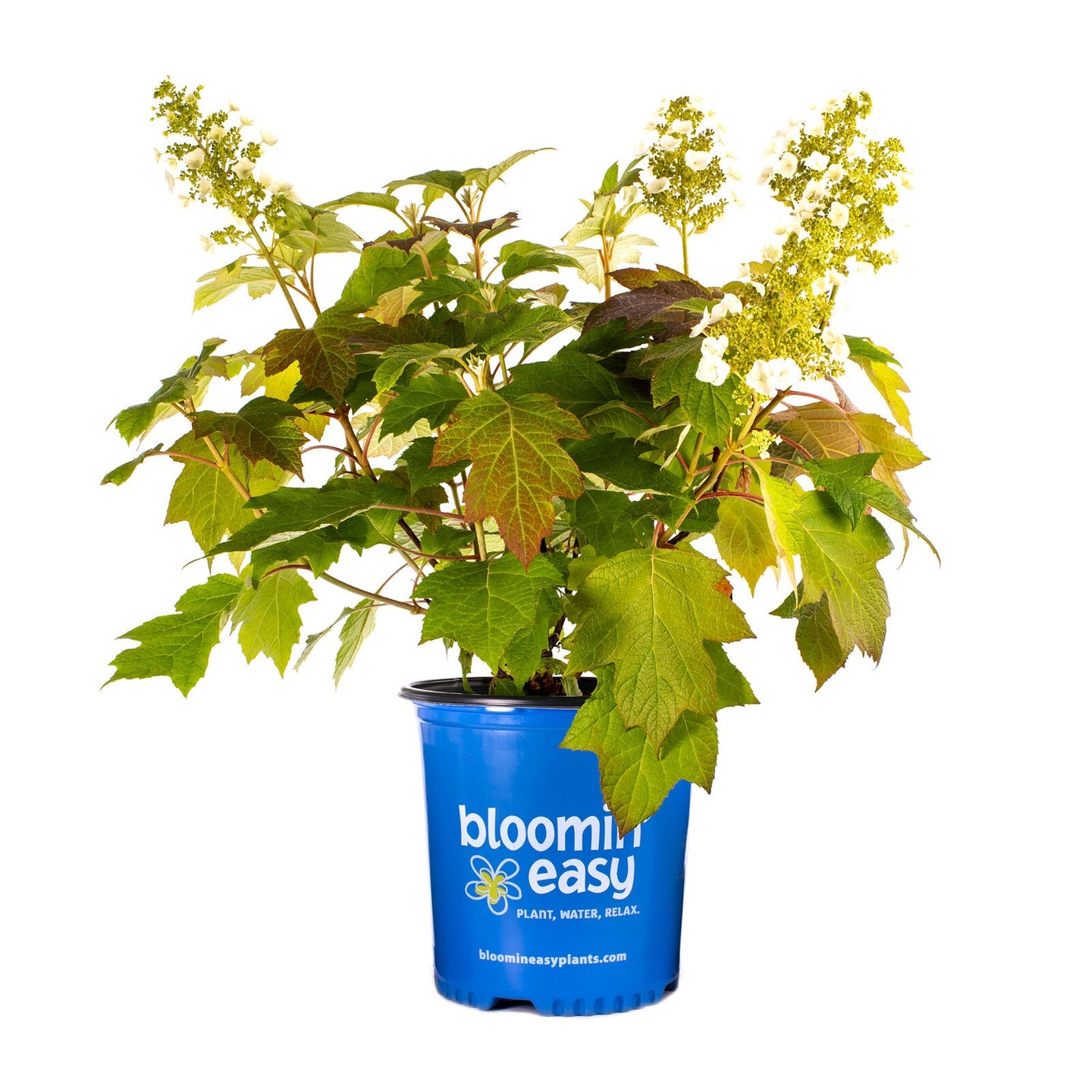 Toy Soldier™ Oakleaf Hydrangea | Hydrangea quercifolia 'Bocotoso' USPPAF, CPBRAF