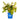 Toy Soldier™ Oakleaf Hydrangea | Hydrangea quercifolia 'Bocotoso' USPPAF, CPBRAF