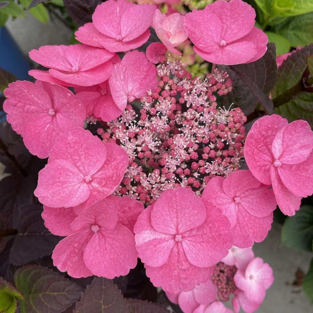 Pink Dynamo™ Hydrangea Mountain Hydrangea