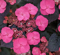 Pink Dynamo™ Hydrangea Mountain Hydrangea