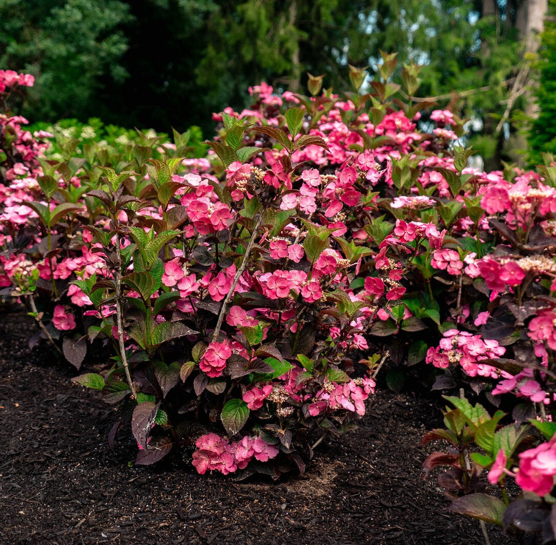 Pink Dynamo™ Hydrangea Mountain Hydrangea