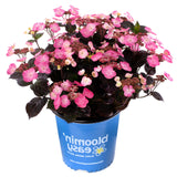 Pink Dynamo™ Hydrangea Mountain Hydrangea