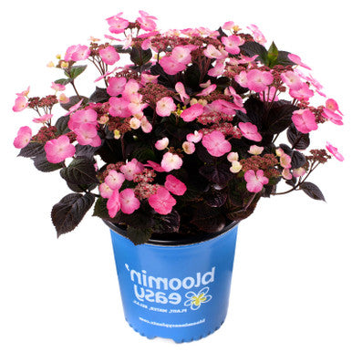 Pink Dynamo™ Hydrangea Serrata | Hydrangea serrata 'JPD01' USPP33412, CPBRAF8