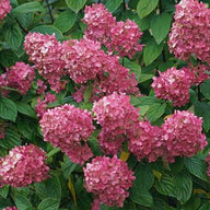 Fire Light ® Hydrangea | FIRE LIGHT® Hydrangea - Panicle  Hydrangea paniculata  'SMHPFL'  USPP 25,135; CBR 5160