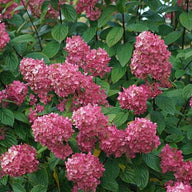 Fire Light ® Hydrangea | FIRE LIGHT® Hydrangea - Panicle  Hydrangea paniculata  'SMHPFL'  USPP 25,135; CBR 5160