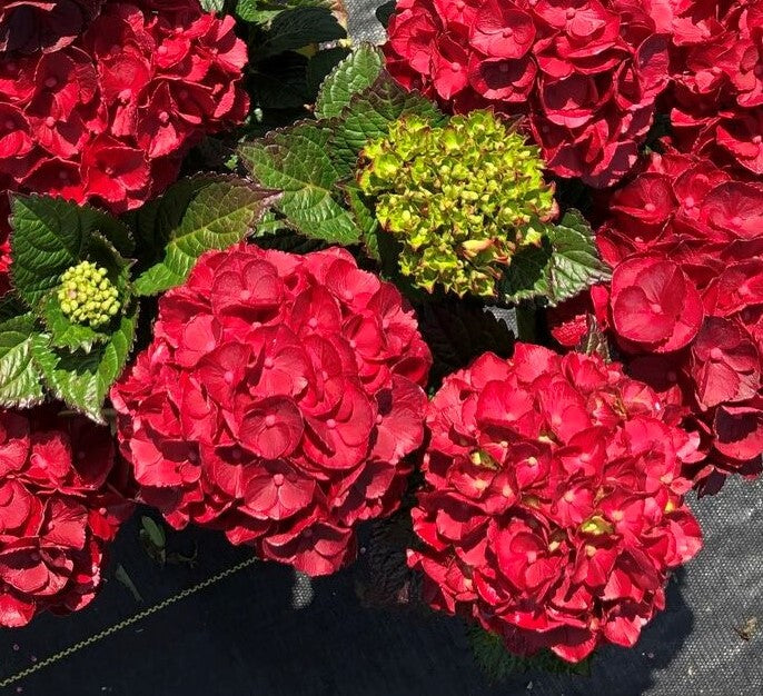Cherry-Go-Round™ Red Hydrangea - Reblooming Compact Mophead