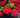 Cherry-Go-Round™ Red Hydrangea - Reblooming Compact Mophead