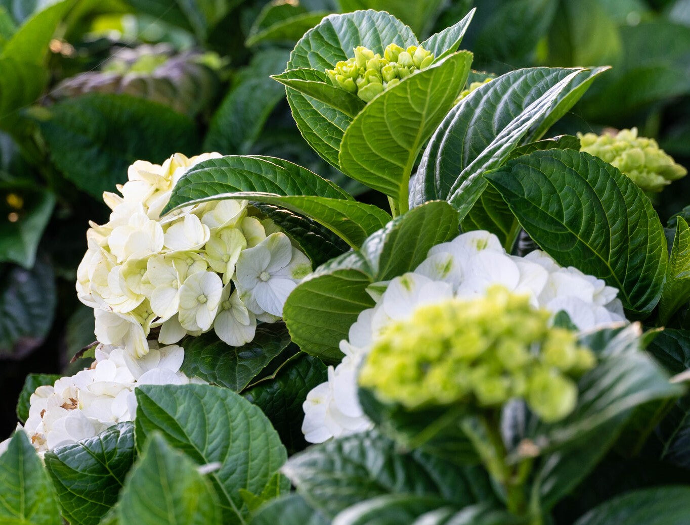 Grin and Tonic™ Hydrangea | Hydrangea m. 'HOKOMAGRITO' UPSSAF, CPBRAF Grin and Tonic ™
