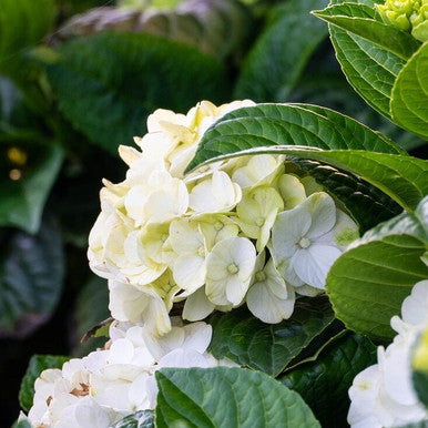 Grin and Tonic™ Hydrangea | Hydrangea m. ‘HOKOMAGRITO' UPSSAF, CPBRAF Grin and Tonic ™