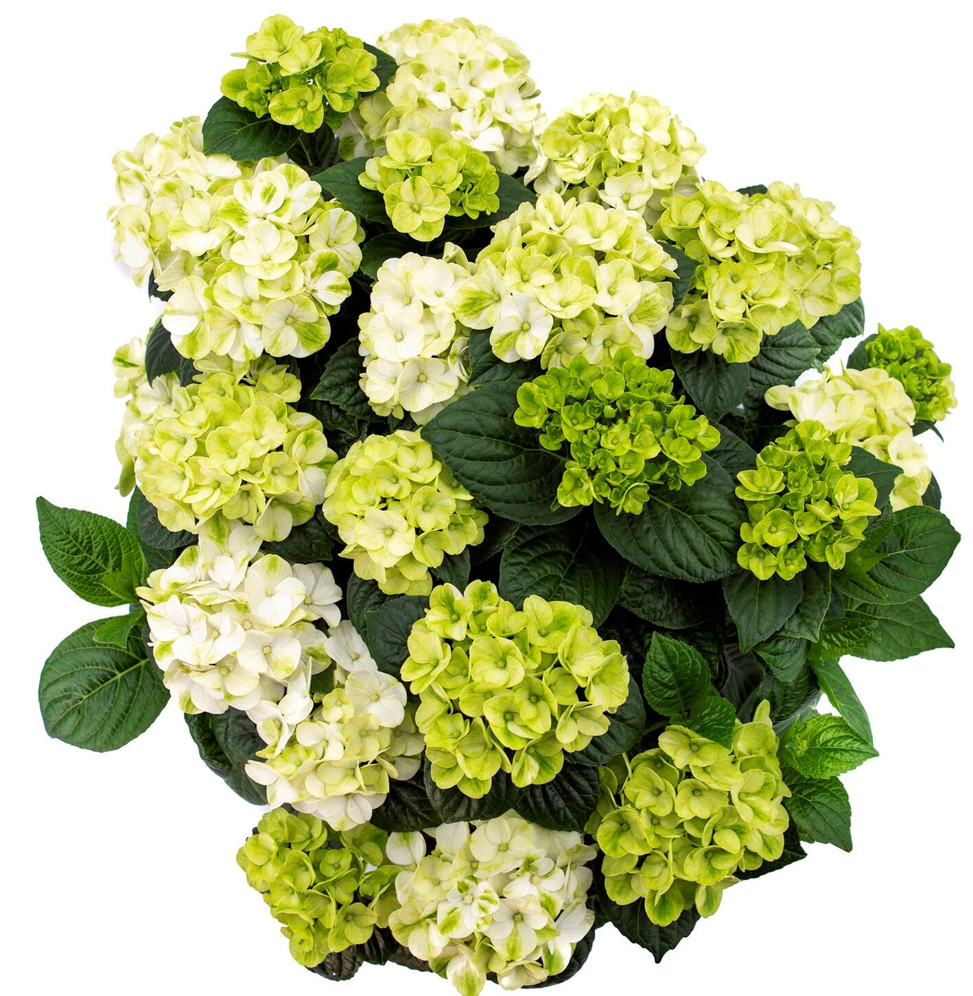 Grin and Tonic™ Hydrangea | Hydrangea m. 'HOKOMAGRITO' UPSSAF, CPBRAF Grin and Tonic ™