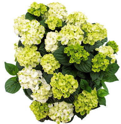 Grin and Tonic™ Hydrangea | Hydrangea m. ‘HOKOMAGRITO' UPSSAF, CPBRAF Grin and Tonic ™