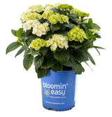 Grin and Tonic™ Hydrangea | Hydrangea m. ‘HOKOMAGRITO' UPSSAF, CPBRAF Grin and Tonic ™