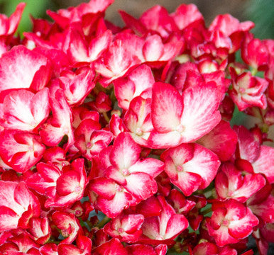 Kimono™ Red Reblooming Hydrangea | Hydrangea macrophylla 'Hokomabebos' USPPAF, CPBRAF Kimono™