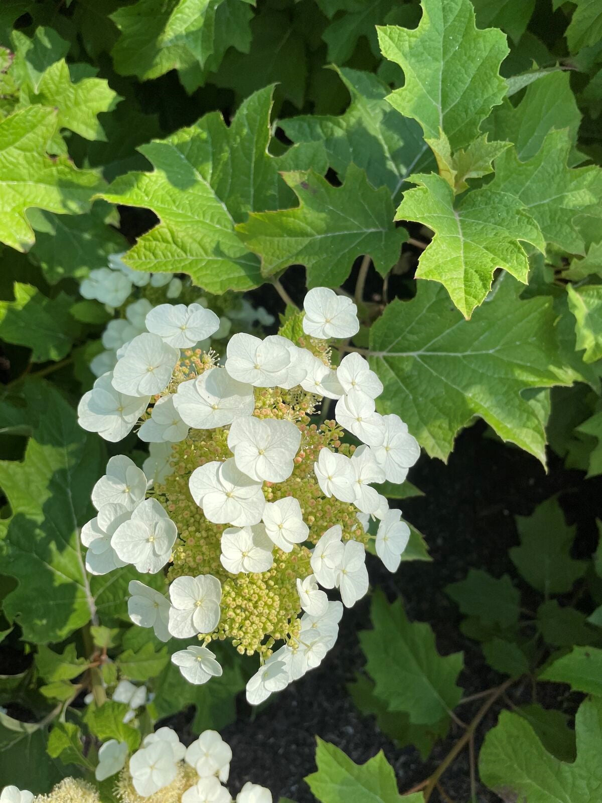 Toy Soldier™ Oakleaf Hydrangea – Plant Factory Direct