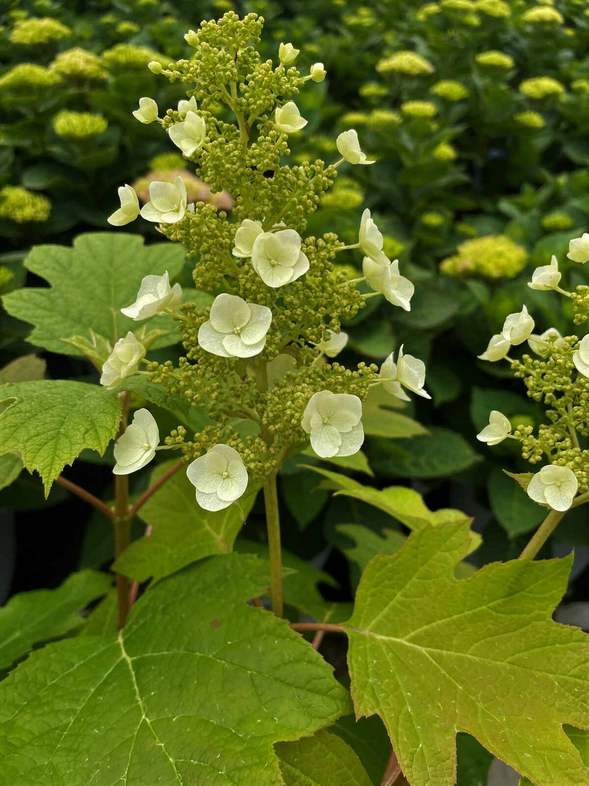 Toy Soldier™ Oakleaf Hydrangea | Hydrangea quercifolia 'Bocotoso' USPPAF, CPBRAF