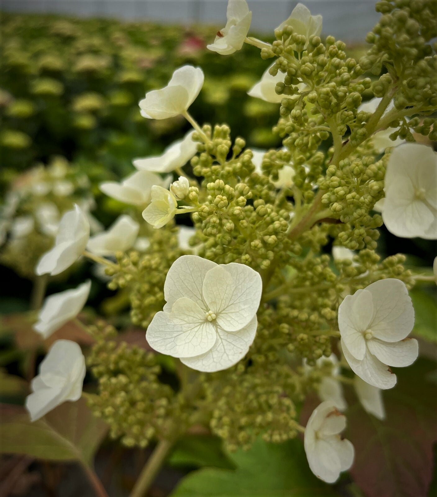 Toy Soldier™ Oakleaf Hydrangea – Plant Factory Direct