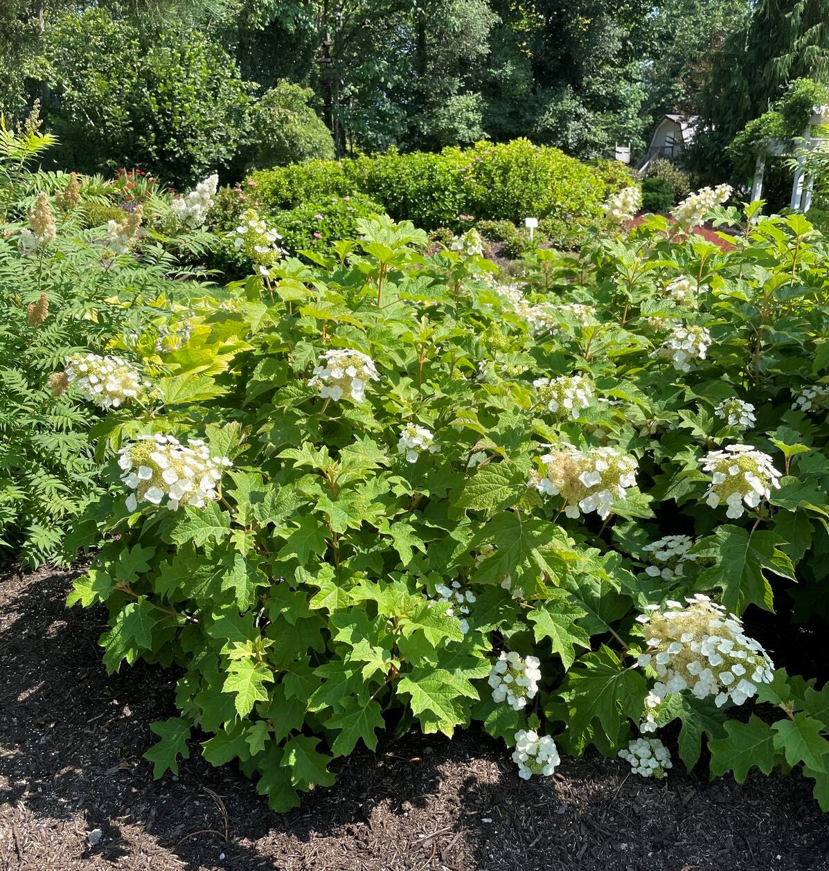 Toy Soldier™ Oakleaf Hydrangea – Plant Factory Direct