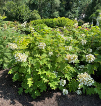 Toy Soldier™ Oakleaf Hydrangea | Hydrangea quercifolia 'Bocotoso' USPPAF, CPBRAF