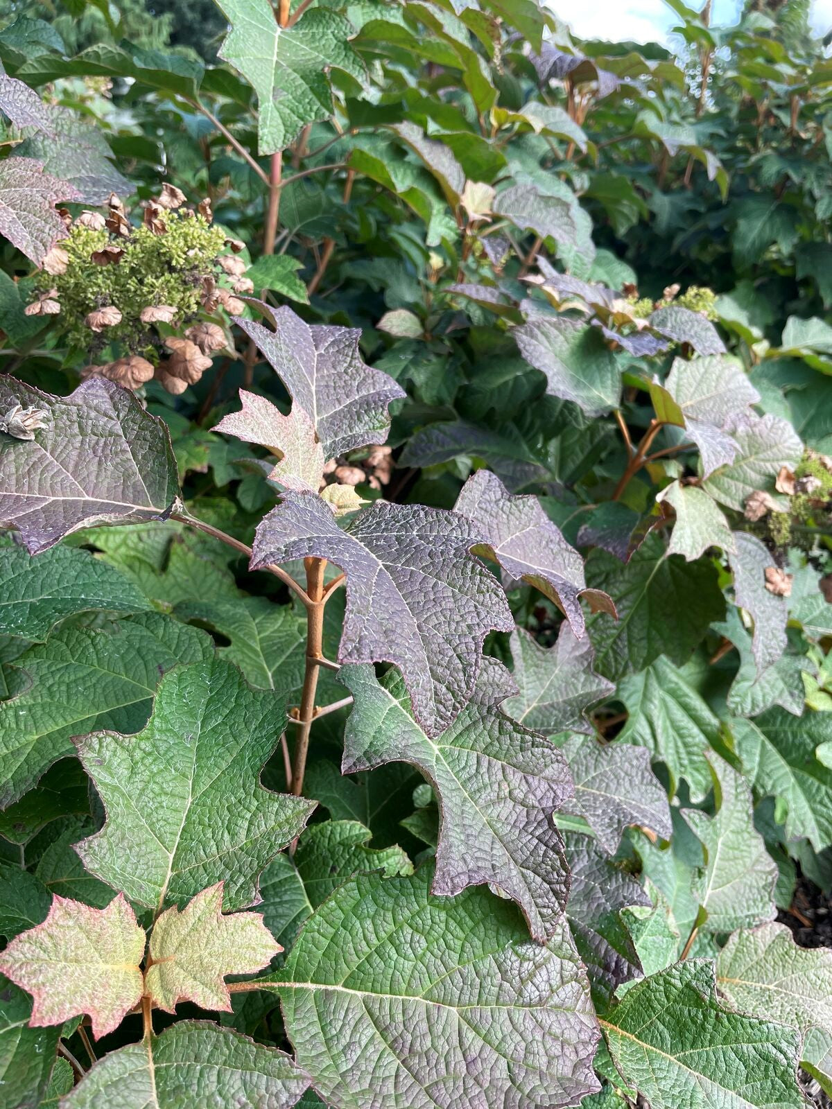 Toy Soldier™ Oakleaf Hydrangea | Hydrangea quercifolia 'Bocotoso' USPPAF, CPBRAF
