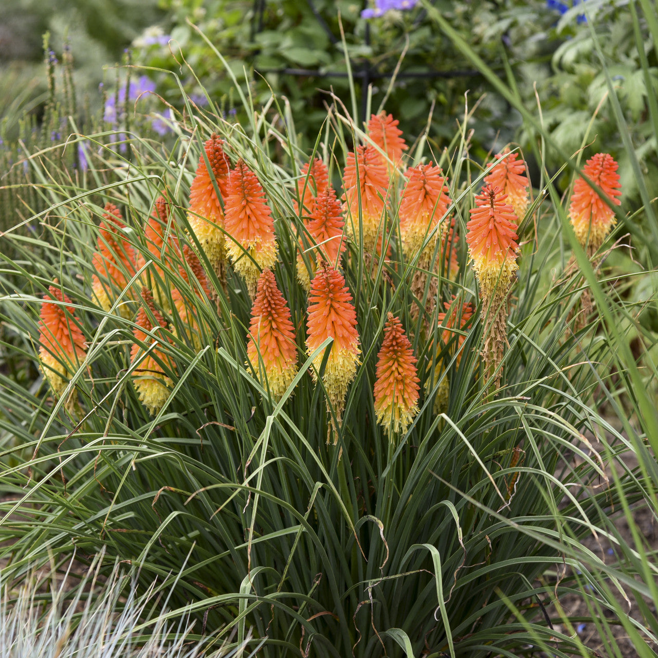 Red Hot Poker| Kniphofia 'Backdraft' PP31424 images of blooms