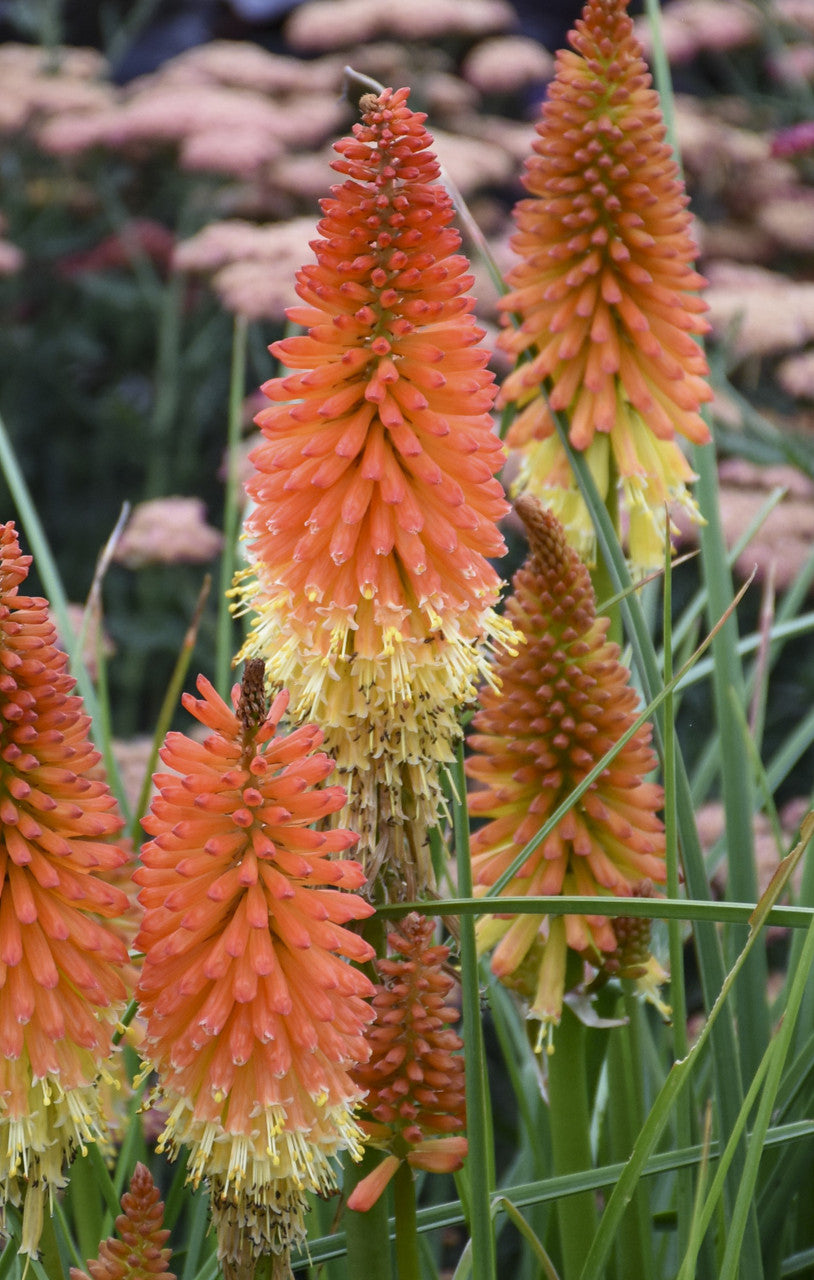 Backdraft Factory Proven Winners® Red Hot Poker Kniphofia 'Backdraft' – Plant Factory Direct