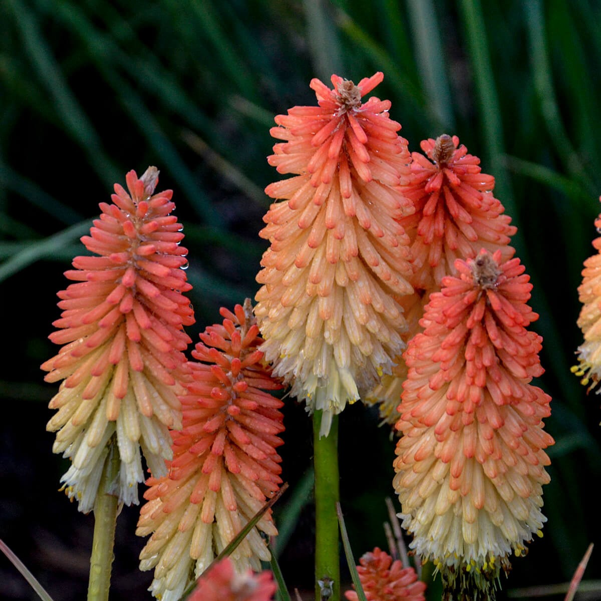 Kniphofia 'Hot and Cold' PP31185 | Proven Winners® PYROMANIA® Collection