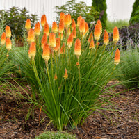 Kniphofia 'Hot and Cold' PP31185 | Proven Winners® PYROMANIA® Collection