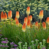 Kniphofia 'Hot and Cold' PP31185 | Proven Winners® PYROMANIA® Collection