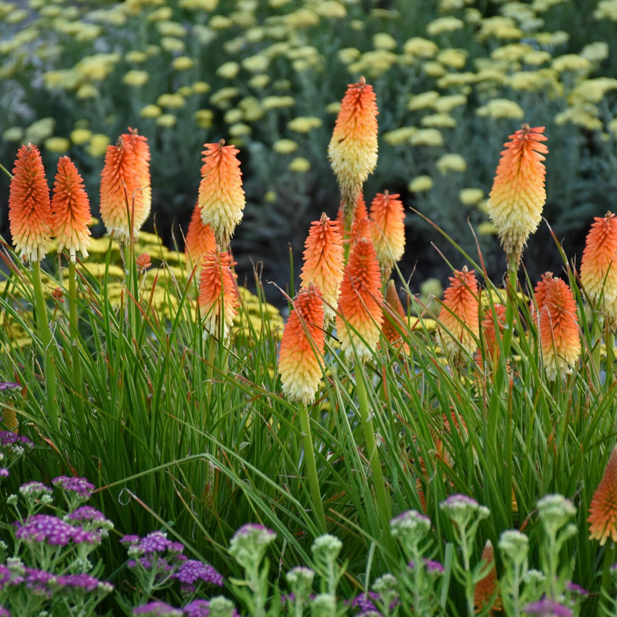Kniphofia 'Hot and Cold' PP31185 | Proven Winners® PYROMANIA® Collection