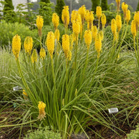 Kniphofia 'Solar Flare' - Premium Quart