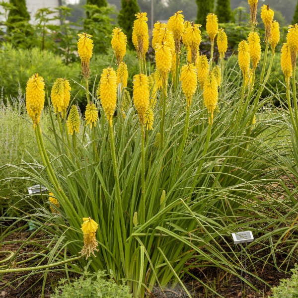Kniphofia 'Solar Flare' - Premium Quart
