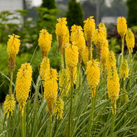 Kniphofia 'Solar Flare' - Premium Quart