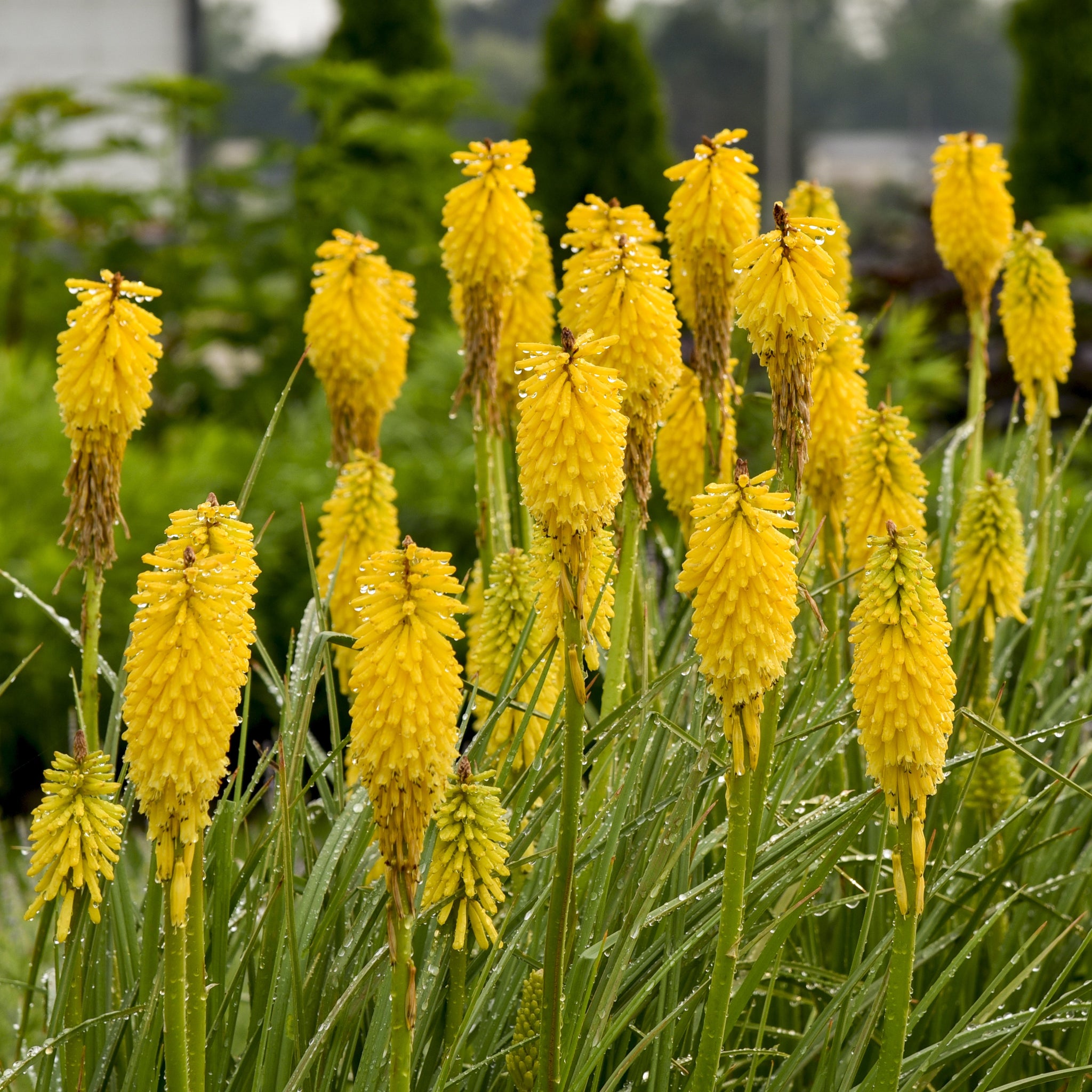 Kniphofia 'Solar Flare' - Premium Quart
