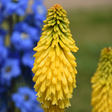 Kniphofia 'Solar Flare' - Premium Quart