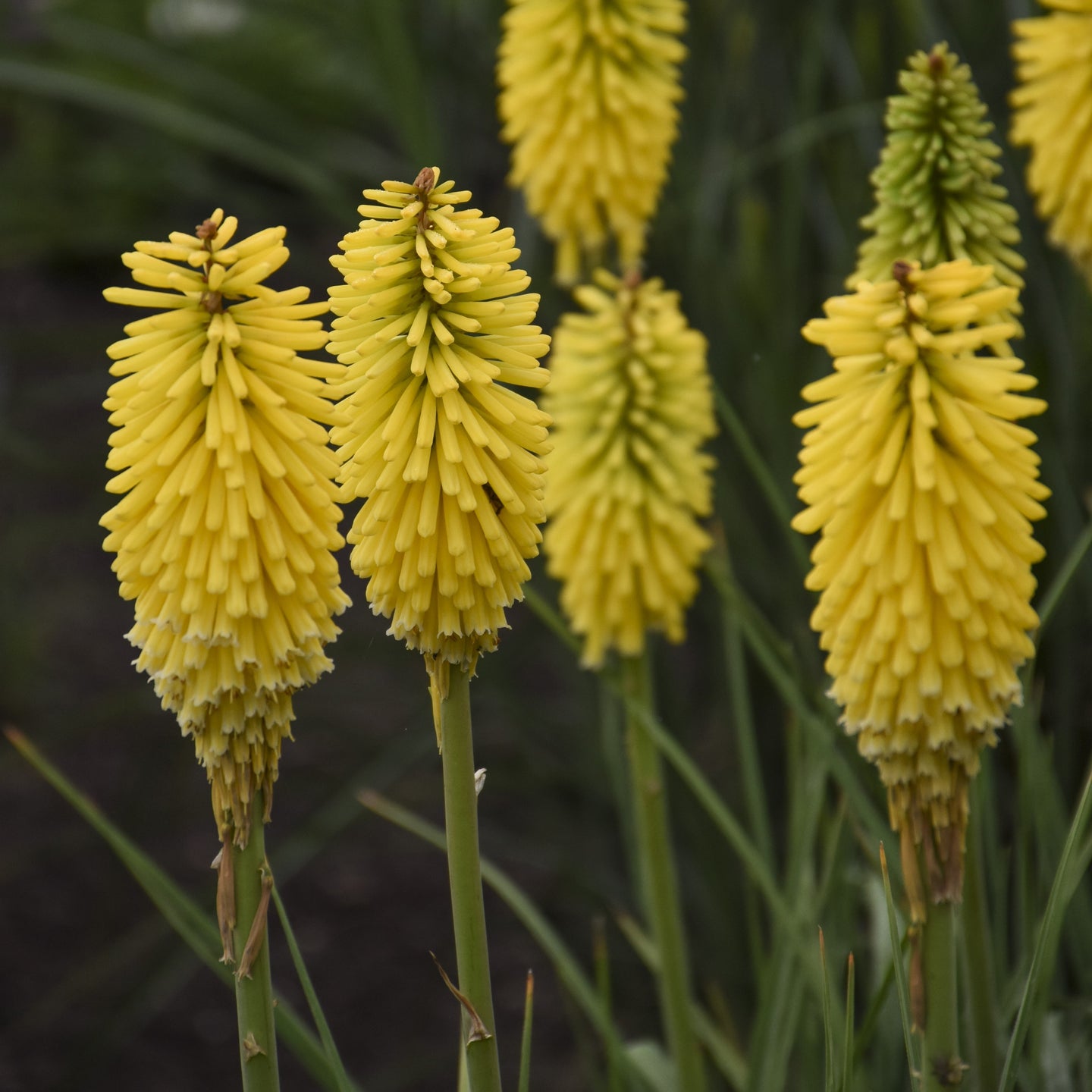 Kniphofia 'Solar Flare' - Premium Quart