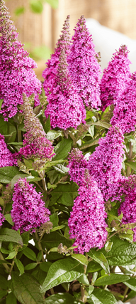 Lil' Cerise™ Butterfly Bush