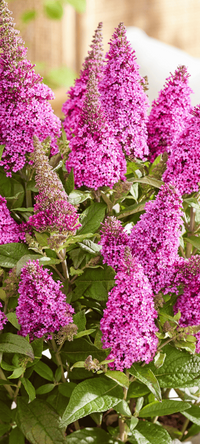 Lil' Cerise™ Butterfly Bush