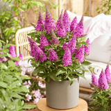 Lil' Cerise™ Butterfly Bush