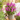 Lil' Cerise™ Butterfly Bush