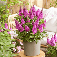 Lil' Cerise™ Butterfly Bush