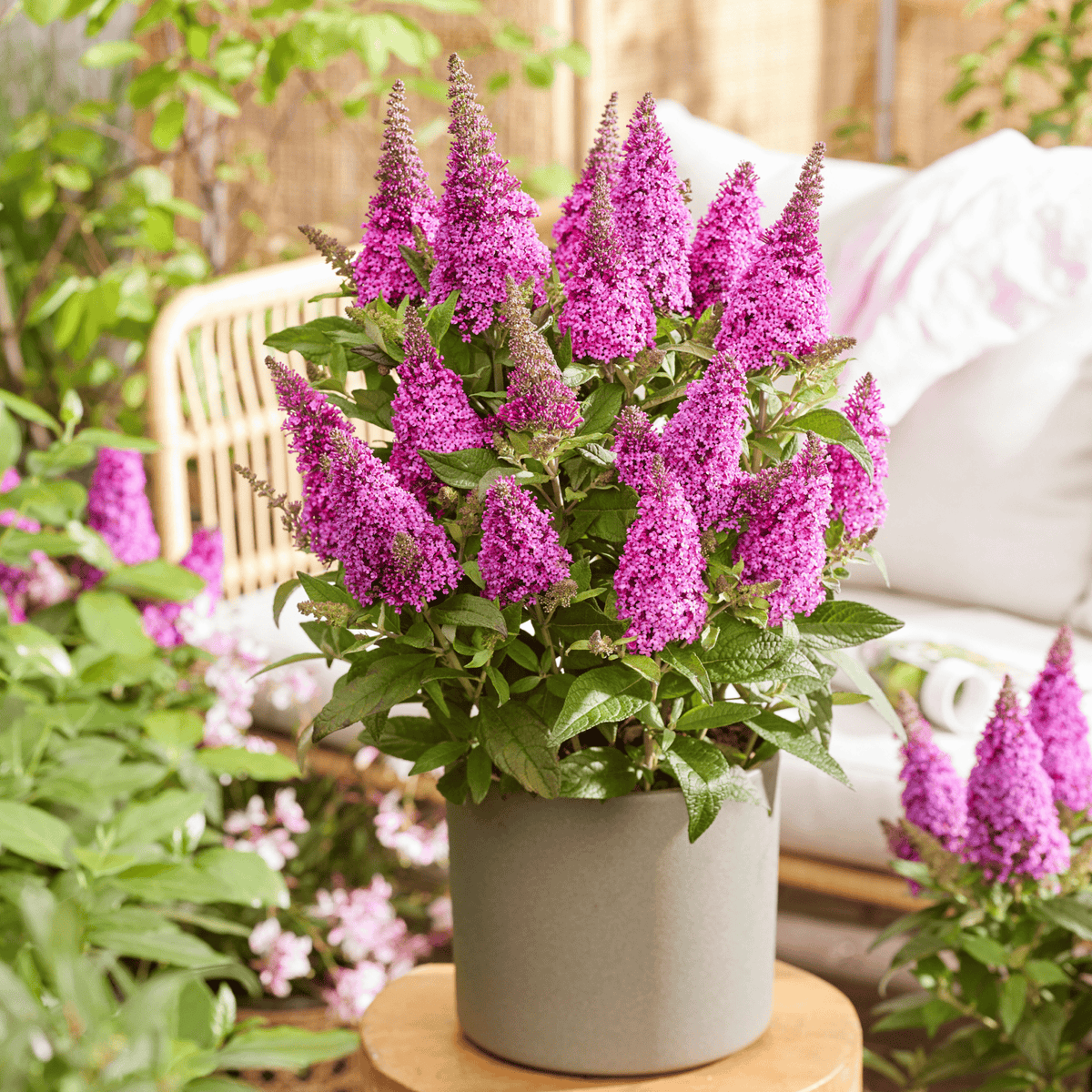Lil' Cerise™ Butterfly Bush