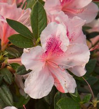 Autumn Chiffon™ Encore Azalea